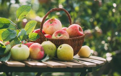 Der Apfel – eine himmlische Frucht