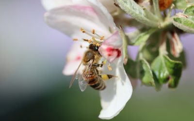 Bienen lieben Apfelblüten