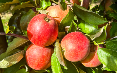 Mach jeden Tag zum „Tag des Apfels“!