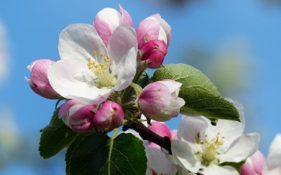 Apfel oder Birne? Was blüht denn da?