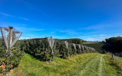 Die Steirische Apfelstraße: Das perfekte Ziel für einen Ferienausflug
