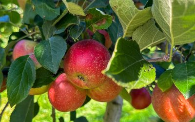 Klein aber fein – so fällt die Apfelernte heuer aus