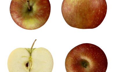 Gräfin Goldach