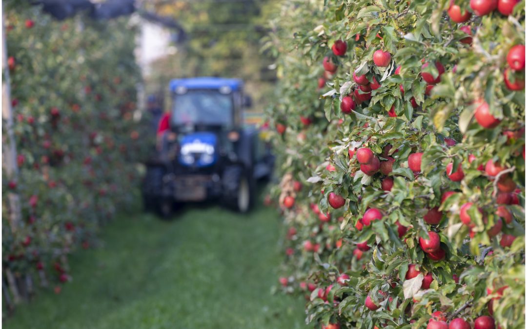 Die österreichische Apfelernte 2025: Knackig, aromatisch und von höchster Qualität